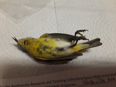 Leiothlypis ruficapilla