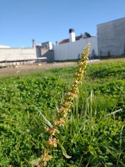 Rumex crispus