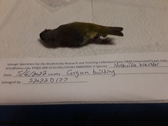 Leiothlypis ruficapilla