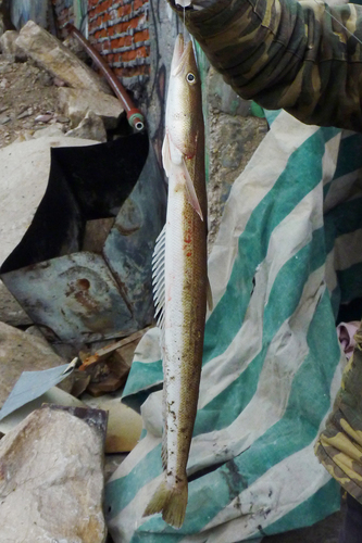 Brazilian flathead (Percophis brasiliensis) — Percophidae — 5