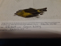 Leiothlypis ruficapilla