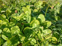 Trifolium repens