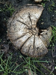 Agaricus bitorquis