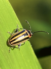 Disonycha pensylvanica