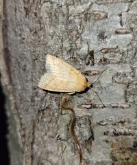 Pyreferra hesperidago