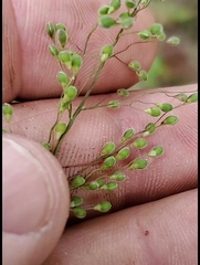 Dichanthelium consanguineum