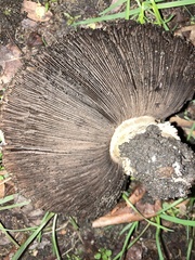 Agaricus bitorquis