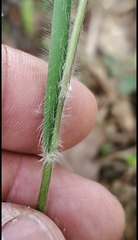 Dichanthelium consanguineum