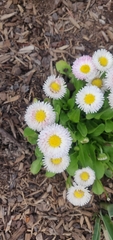 Rhodanthe chlorocephala