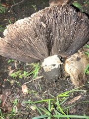 Agaricus bitorquis