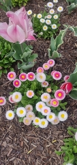 Rhodanthe chlorocephala