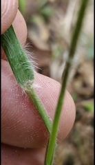 Dichanthelium consanguineum