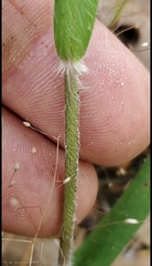 Dichanthelium consanguineum