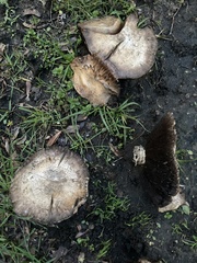 Agaricus bitorquis