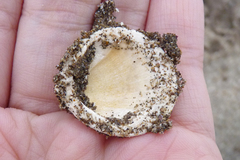 Glycymeris longior