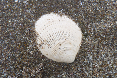 Glycymeris longior