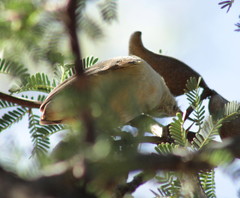 Sylvietta rufescens flecki
