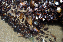 Mytilus platensis