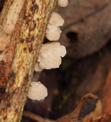 Marasmiellus affixus