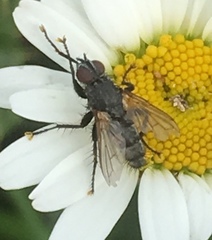 Rhinophoridae