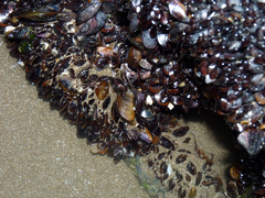 Mytilus platensis