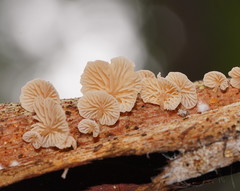 Marasmiellus affixus