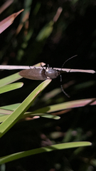 Ignelater havaniensis