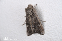 Ichneutica insignis