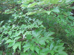 Acer rubrum drummondii