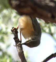 Sylvietta rufescens flecki