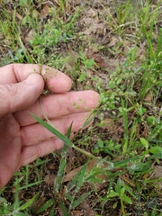 Dichanthelium consanguineum