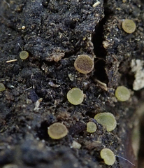 Ascobolus sacchariferus