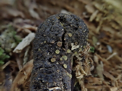 Ascobolus sacchariferus