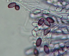 Ascobolus sacchariferus