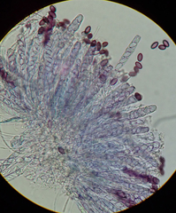 Ascobolus sacchariferus