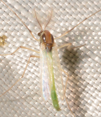 Endochironomus nigricans