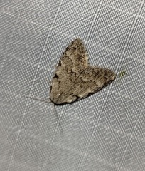 Nola triquetrana