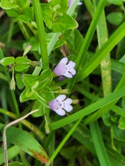 Clinopodium brownei