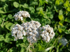 Achillea millefolium