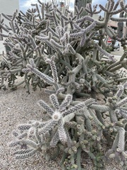 Cylindropuntia thurberi