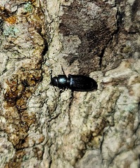 Tenebroides corticalis