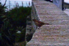 Furnarius rufus