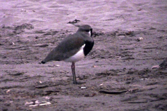 Vanellus chilensis