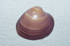 Eucallista purpurata