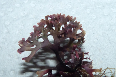 Rhodophyta