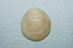 Glycymeris longior