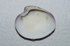 Eucallista purpurata