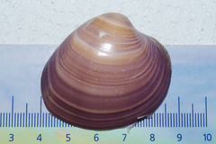 Eucallista purpurata