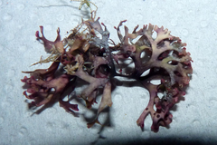 Rhodophyta