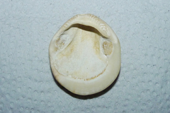 Glycymeris longior